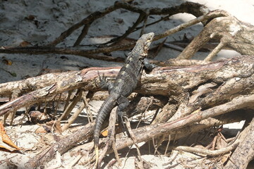 costa rica_dschungel 