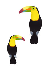 A pair of colorful beak Toucan Birds from rain forest.