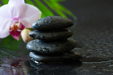 Orchid flower and dewy stones on black background, spa concept, body and mind, zen stone