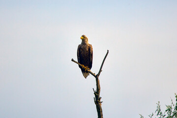 White-tailed eagle ( Haliaeetus albicilla) in a  tree.