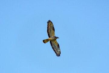 White-tailed eagle (Haliaeetus albicilla) in flight.
