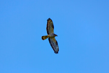 White-tailed eagle (Haliaeetus albicilla) in flight.