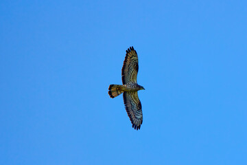 White-tailed eagle (Haliaeetus albicilla) in flight.