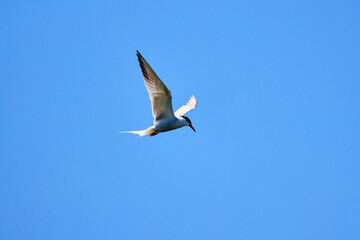 Sternidae in the Danube Delta in summer
