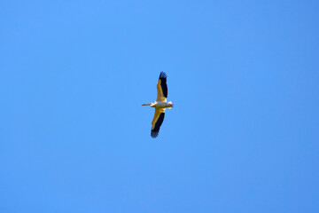 a Pelican flying in the natural environment of the Danube Delta