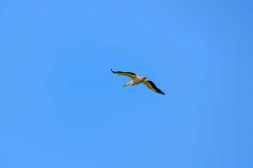 a Pelican flying in the natural environment of the Danube Delta