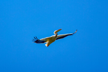 a Pelican flying in the natural environment of the Danube Delta