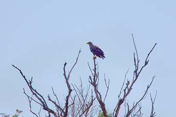 White-tailed eagle ( Haliaeetus albicilla) in a  tree.