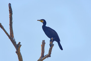 cormorants stand in the Danube Delta in Romania
