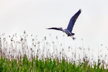 gray heron (Ardea cinerea) in the natural environment of the Danube Delta, Romania.