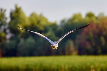 gray heron (Ardea cinerea) in the natural environment of the Danube Delta, Romania.