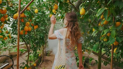 Back view happy young woman walks in natural garden citrus green trees. Hand touches Fruits yellow ripe juicy lemons hang on branch. Girl blond turned away, bag plucked fruit. Concept harvesting crops - Powered by Adobe