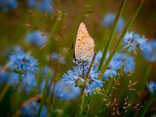 Front view photo of a butterfly sitting on blue flower in a meadow