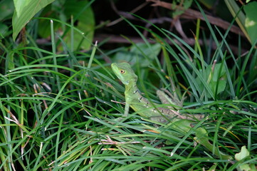 costa rica_dschungel 