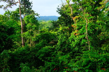 costa rica_dschungel