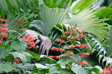 costa rica_dschungel