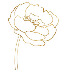 Watercolor golden outline peony flower illustration element