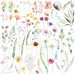 Watercolor wildflowers and leaves illustration set, wedding and greeting elements - obrazy, fototapety, plakaty