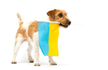 dog holding the flag of ukraine in his teeth