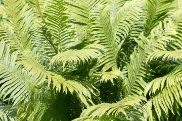 Fototapeta na wymiar The fern grows in the garden. Sunny summer day.