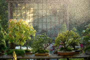 Fototapeta premium bonsai tree under the rain growing in a pot outside in a garden on a background of a gazebo