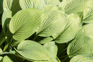 Obraz premium Green lush foliage host in the garden.
