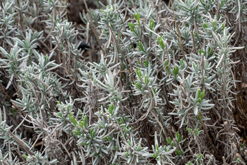 Lavandula angustifolia leaves in the garden, also commonly know as English Lavender