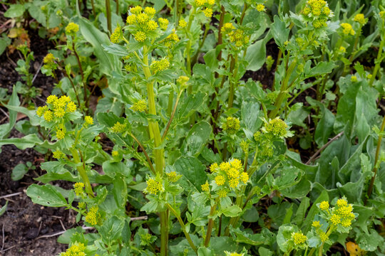 Wild Yellow clusters of tiny flowers knwon under the names of bittercress, herb barbara, rocketcress, cientific name Barbarea vulgaris.