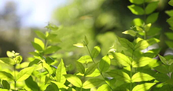 Wrightia religiosa Benth tree leaves wavering to wind