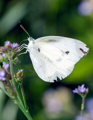 A white butterfly rests on a purple grass fower