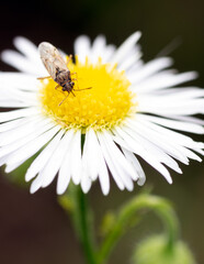 Obraz premium An insect resting on a bellis perennis common daisy grass flower