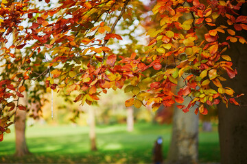 Bright colorful red and yellow autumn leaves on a sunny fall day