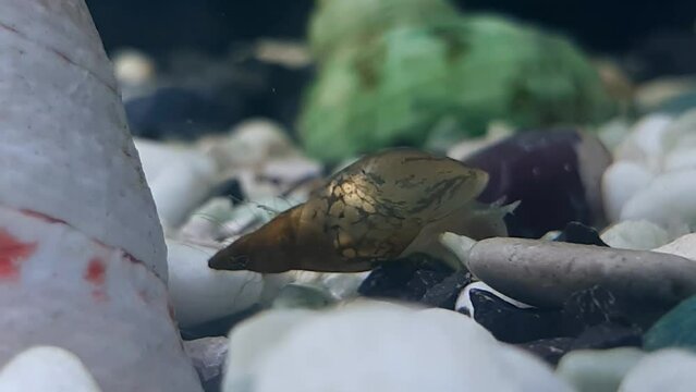 Pond snail in a home aquarium. Water snail. Undersea world. Snail breeding. Aquarium.
