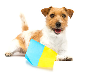 jack russell dog breed and flag of ukraine