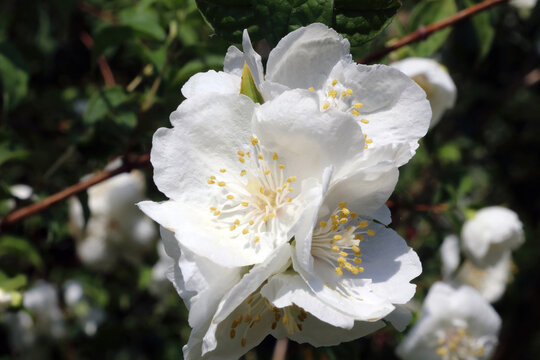 Close up of Sweet mock-orange flowers, Derbyshire England

