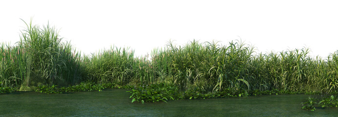 Fototapeta na wymiar 3d render forest with white background