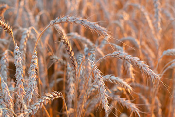 Fototapeta premium wheat ripe grain harvest, field in sunset rays. grain crops