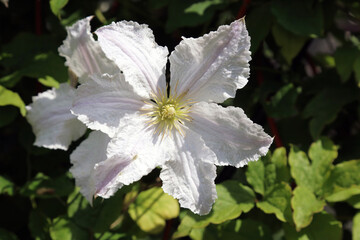 White Clematis bloom, Derbyshire England
