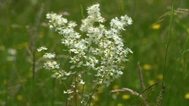 Dropwort in natural environment, field (Filipendula vulgaris) - (4K)