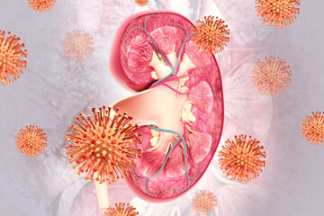 Virus infection of kidney. Kidney disease. 3d illustration