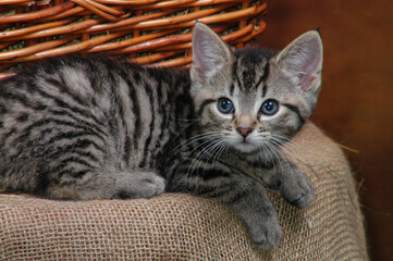 Kitten in basket