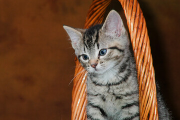 Kitten in basket