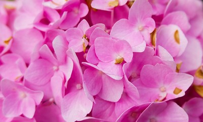 background of pink hydrangea flowers