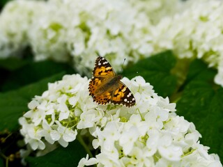 orange and black butterfly sits on a white hydrangea flower
