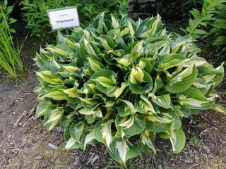 tricolor original Hosta variety with leaves twisted up. A sign with the name of the flower 
