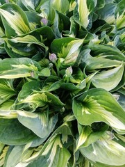tricolor original Hosta variety with leaves twisted up. A sign with the name of the flower 