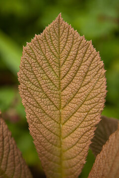 rodgersia brown leaf close up. garden plant fine thanked leaves and brown colors