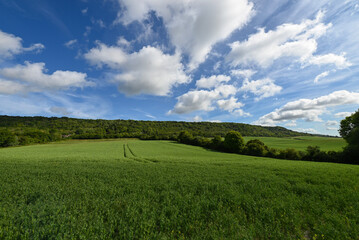 green field and blue sky