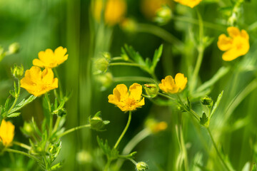 Blooming yellow buttercup flowers in a meadow or field close-up. Ranunculus acris on the lawn in the park in summer. Selective focus