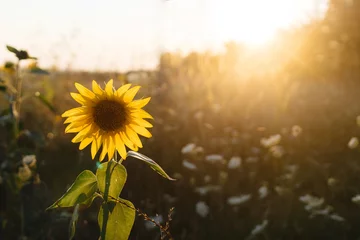 Schilderijen op glas Beautiful sunflower in warm sunset light in summer meadow. Calm tranquil moment in countryside. Sunflower growing in evening field close up. Atmospheric summer wallpaper © sonyachny